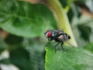 Closeup of a housefly with red eyes