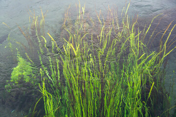 水面の草