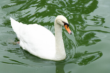 White color swan swimming in green lake background