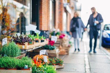 flowers in pots on the street