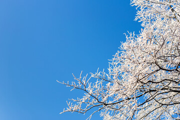 snow covered branches