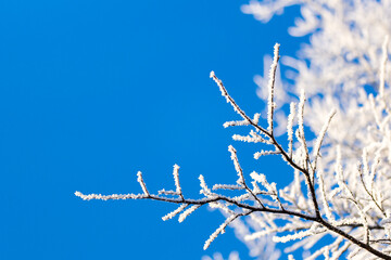 snow covered branches