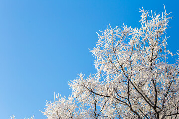 snow covered branches