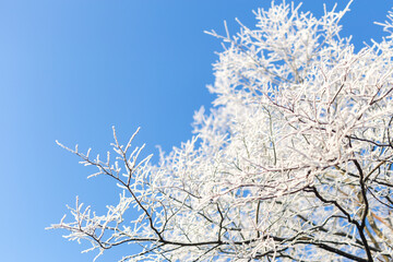 snow covered branches