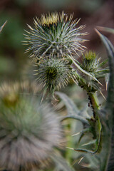 Flor en detalle macro naturaleza colores 
