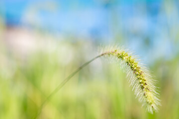 街に生えているエノコログサ