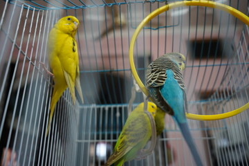 Budgerigar Birds Parrots Budgie in cage