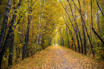 road in autumn forest