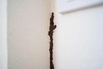 Termite on white concrete wall