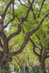 Árbol troncos con hojas verde marrón tronco naturaleza