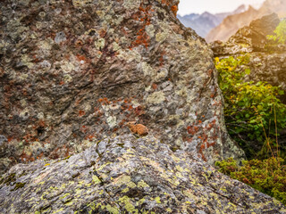 Funny Pika Ochotona collaris sits on rocky in Altai mountain. Cute small mammal on bokeh background. Small pika rodent bask on rock.