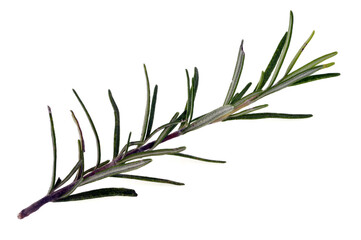 Brin de romarin en gros plan sur fond blanc