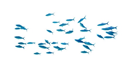 Shool of blue tropical striped fish in the ocean isolated on white background. Caesio Striata (Striated Fusilier) swimming  deep underwater in Red Sea. Flock of tropical blue fish, cut out. - obrazy, fototapety, plakaty