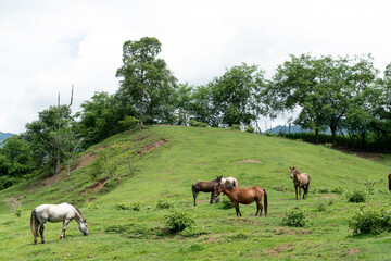 Beautiful horses in the middle of the field in Tamesis, Antioquia, Colombia.