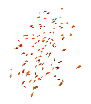 School Of Anthias Fish (swallowtail Seaperch) Near Isolated On White Background, Red Sea, Egypt. Beautiful Flock Of Tropical Red Fish, Underwater Diversity, Cut Out.