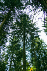 forest in the morning