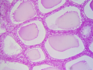 Microscope histology image of simple cuboidal epithelial tissue of thyroid (400x)