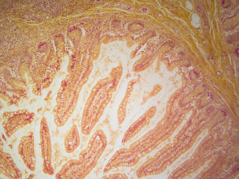 Histology microscope image of paneth cells found in the stomach (100x)