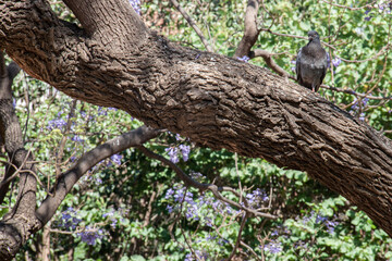 Árbol troncos con hojas verde marrón tronco naturaleza
