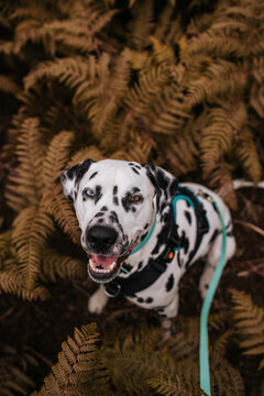 Dalmatian in ferms 