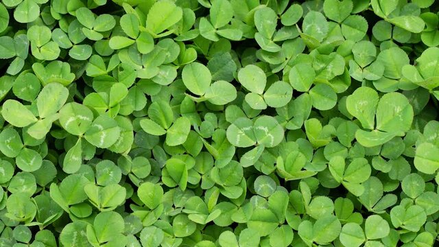 Green grass clover close-up as a background to st patrick's day, slow motion. National Symphony of Ireland