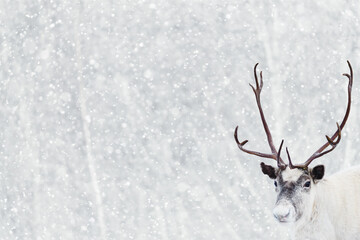 Cute and calm reindeer standing in snowfall in front of forest as Christmas season concept