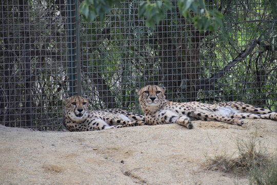 guepardos ,felinos en pareja descansando