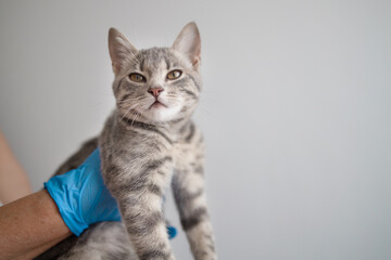 domestic gray fluffy kitten in the hands of a veterinarian on a light background in the clinic