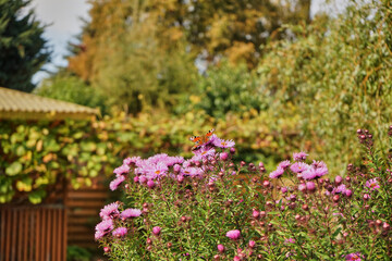 butterfly, insect, flowers, garden,meadow