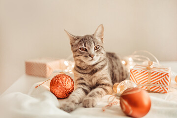 Tabby grey cat lies near gift box with Christmas and New Year decorations on white carpet. Fuzzy domestic animal during winter holiday preparation.