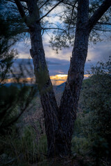 v-shaped forked pine in cloudy day with sunset between its branches catalonia spain