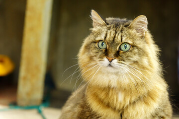 Portrait of a fluffy Siberian cat in close-up. Selective focus. Dark background