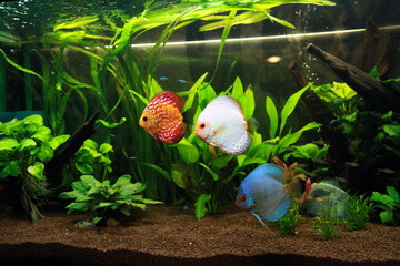 Amazonian aquarium with discus fishes