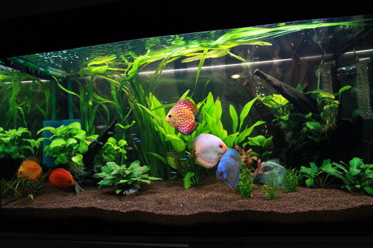 Amazonian aquarium with discus fishes