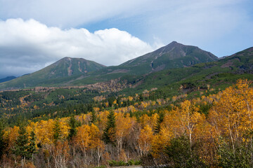 秋の黄葉の林と山の山頂
