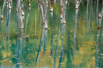 黄葉の木々を映す秋の青い池　美瑛町
