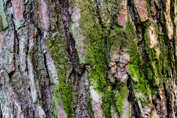 Close up of the bark. Old tree with green moss. Background.