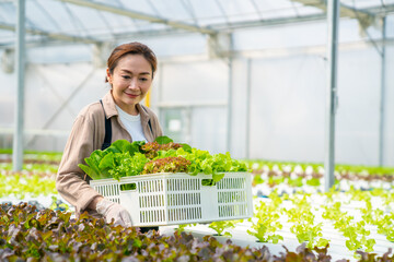 Asian woman farmer working in organic vegetables hydroponic farm. Female hydroponic salad garden owner holding vegetable basket walking in greenhouse plantation. Food production small business concept