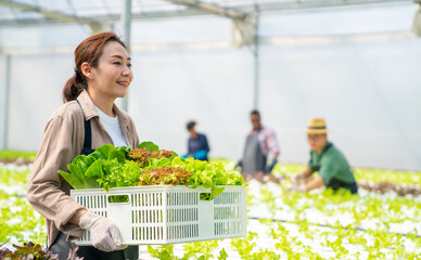 Asian woman farmer working in organic vegetables hydroponic farm. Female hydroponic salad garden owner holding vegetable basket walking in greenhouse plantation. Food production small business concept