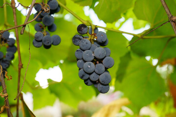 Black grapes on the branches of the vineyard close-up. Selective focus. Grape growing and wine...