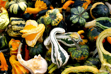 Background of fresh colourful striped gourds