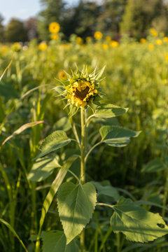 Beautiful sunflowers at fall in Reichstett in France on October 2021