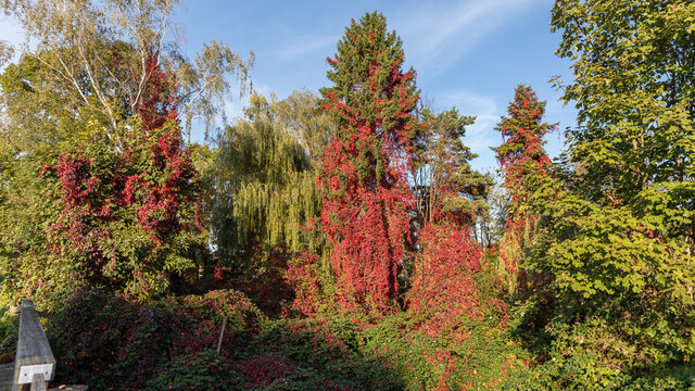 Beautiful red leaves at fall in Reichstett in France on October 2021