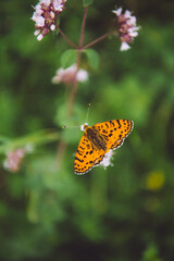 A butterfly sits on a blossoming rosemary plant