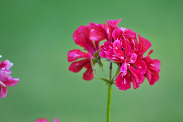 Closeup shot of pink geranium flowers