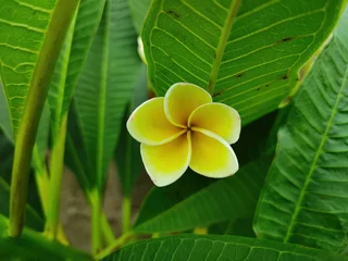 Foto op Plexiglas Closeup shot of a yellow plumeria flower © Devendar Reddy/Wirestock