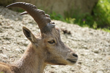 Steinbock