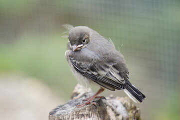 Vogel guckt