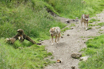 Wolfsrudel 1