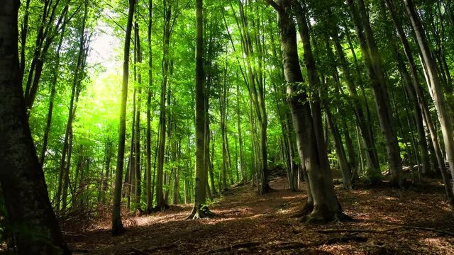 Forest green morning walking rays branches way park